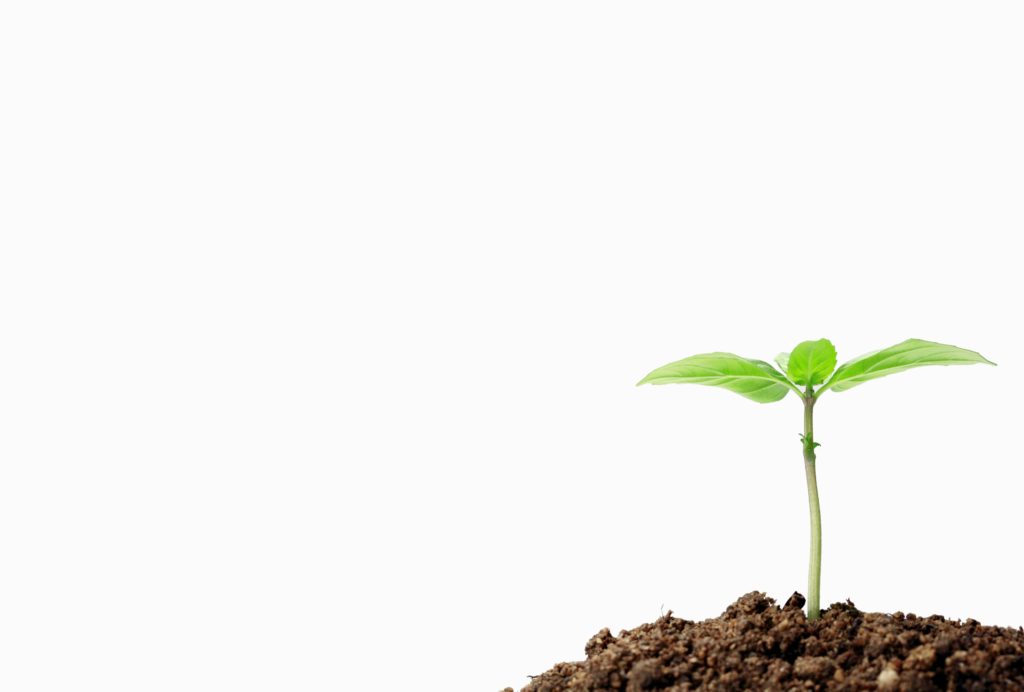 bud growing in dirt